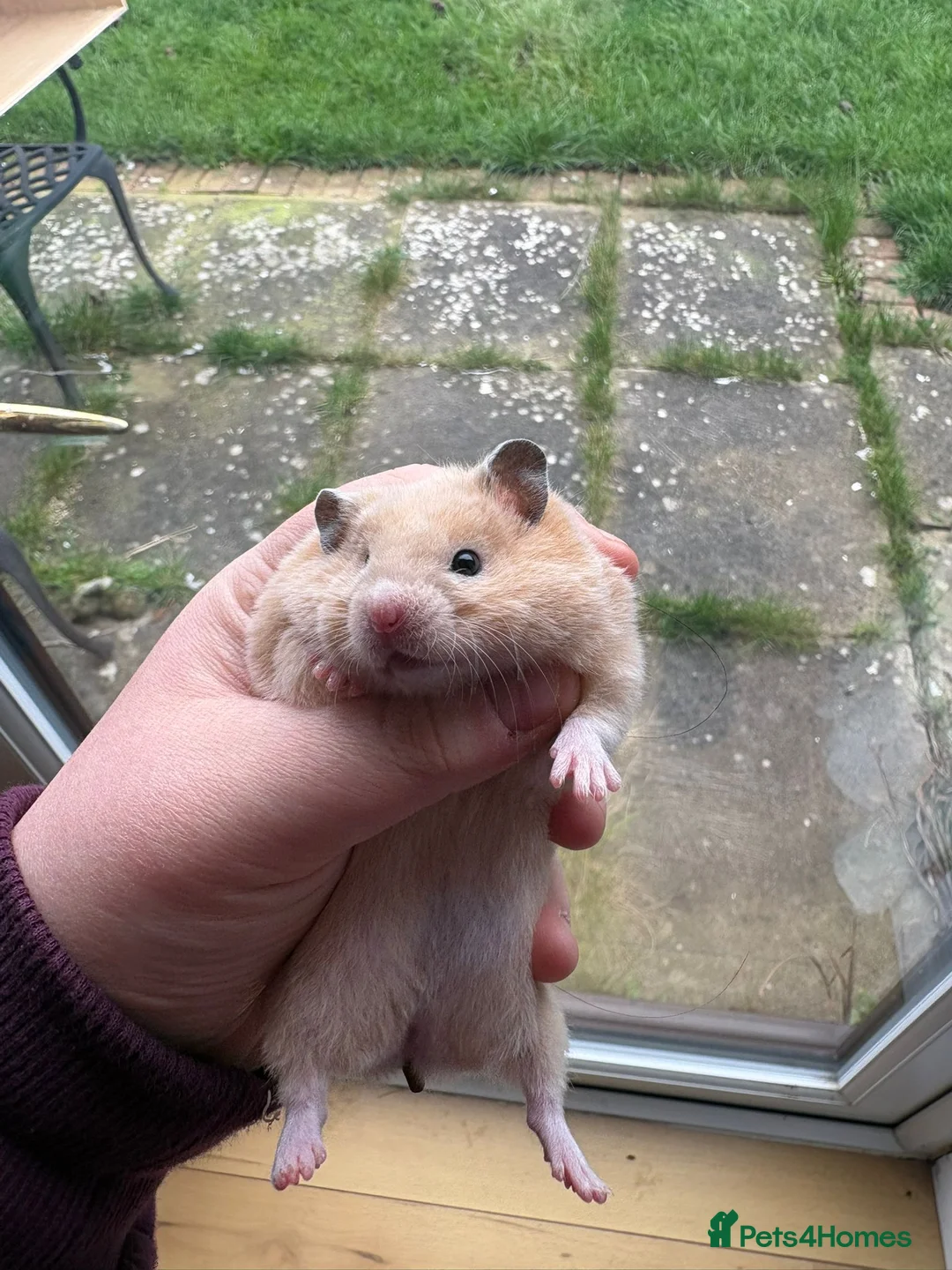 Hamster rodents for sale: Pedigree Syrian hamsters - Advert 5