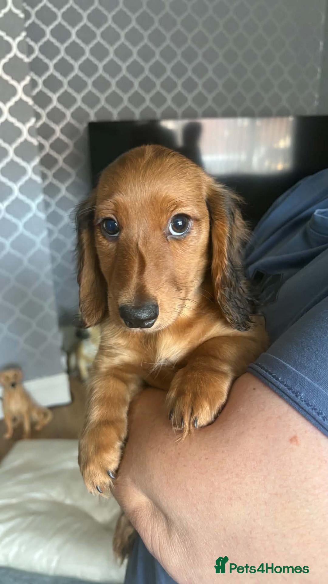 Dachshund dogs   Mini KC-registered longhaired dachshund puppies  - Advert 1