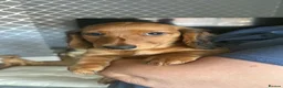 Dachshund dogs for sale:   Mini KC-registered longhaired dachshund puppies  - Advert 1
