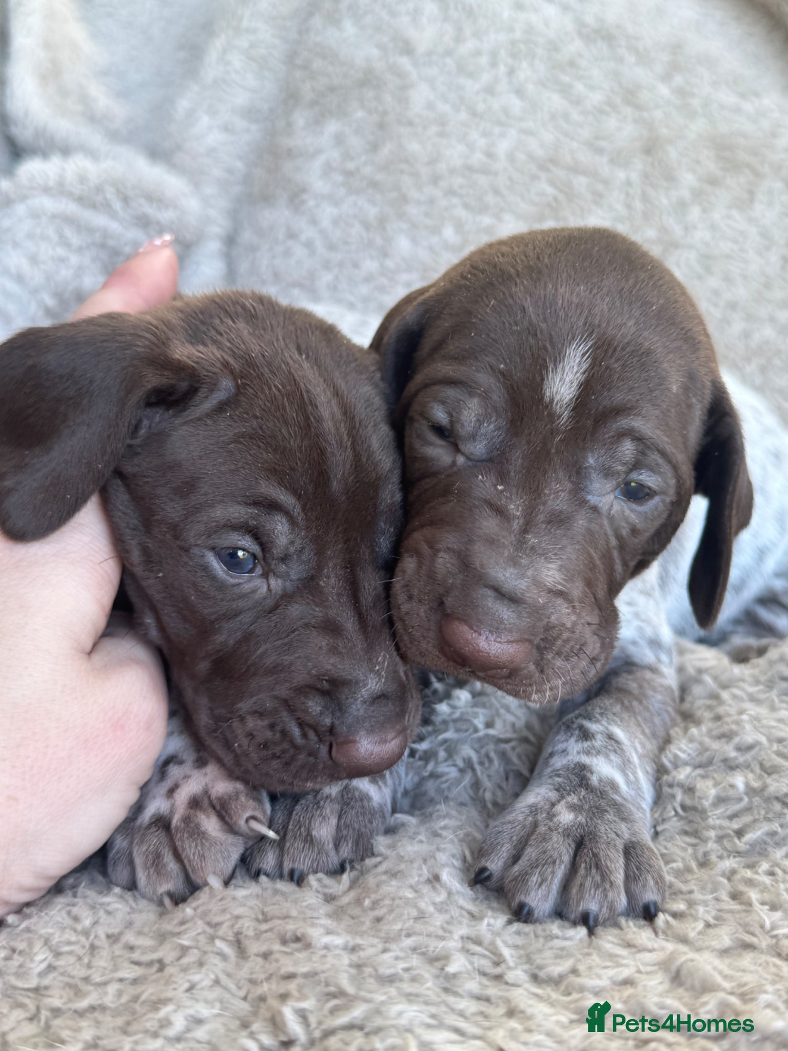 German Shorthaired Pointer dogs 🐾 KC Registered German Shorthaired Pointers - Advert 4