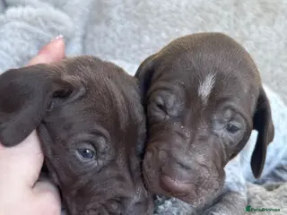 German Shorthaired Pointer dogs 🐾 KC Registered German Shorthaired Pointers - Advert 4