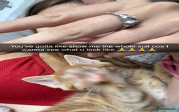 Mixed Breed cats for sale: 5 beautiful kittens ready to go! - Image 22