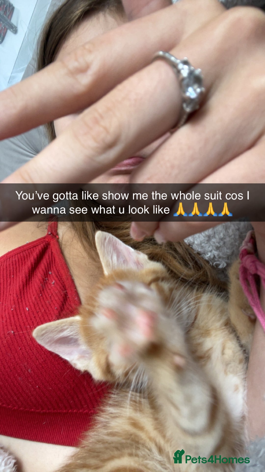 Mixed Breed cats for sale: 5 beautiful kittens ready to go! - Image 22
