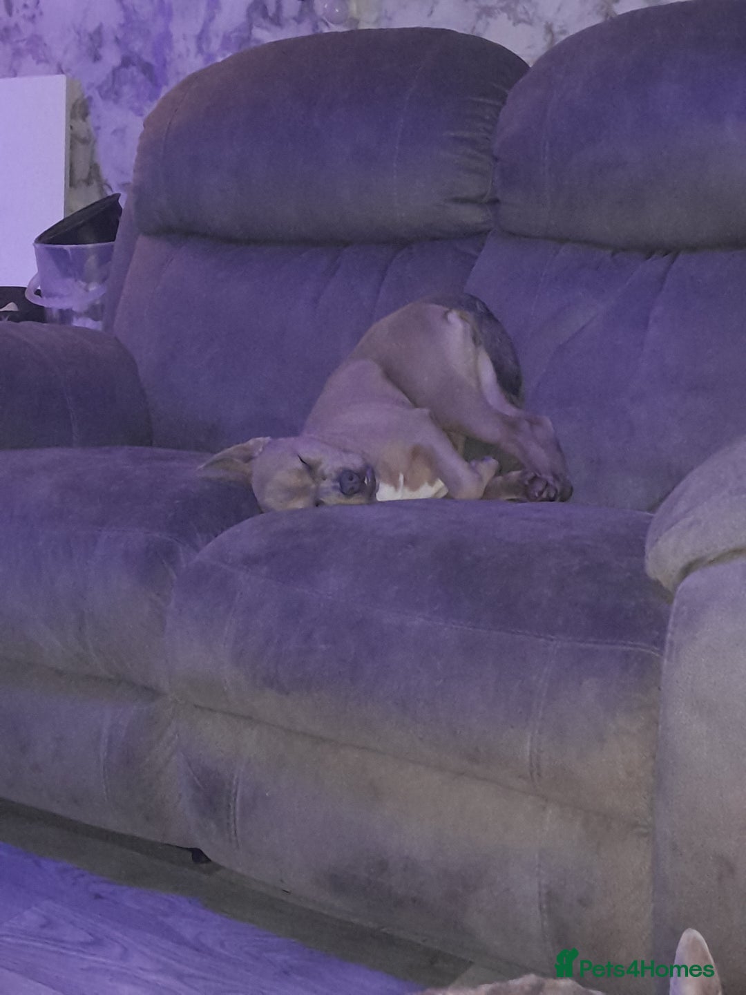 Mixed Breed dogs for sale: French bulldog x - Advert 9