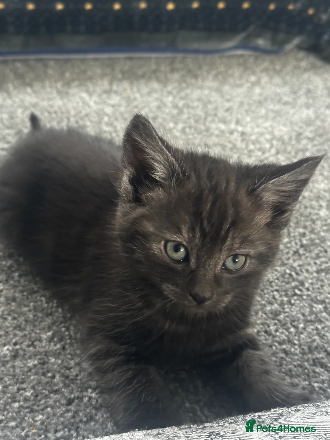 British Longhair cats for sale: Kittens - Advert 6