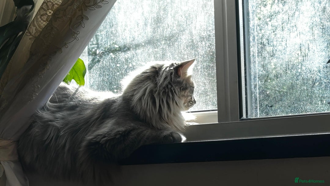 Maine Coon cats for sale: malio - Image 3
