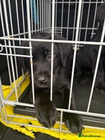 Labrador Retriever dogs - Advert 3
