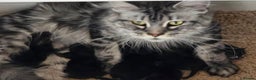 Maine Coon cats for sale: THREE LOVELY MAINE COON GIRLS AVAILABLE. - Advert 4
