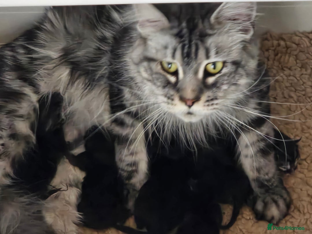 Maine Coon cats for sale: THREE LOVELY MAINE COON GIRLS AVAILABLE. - Advert 4