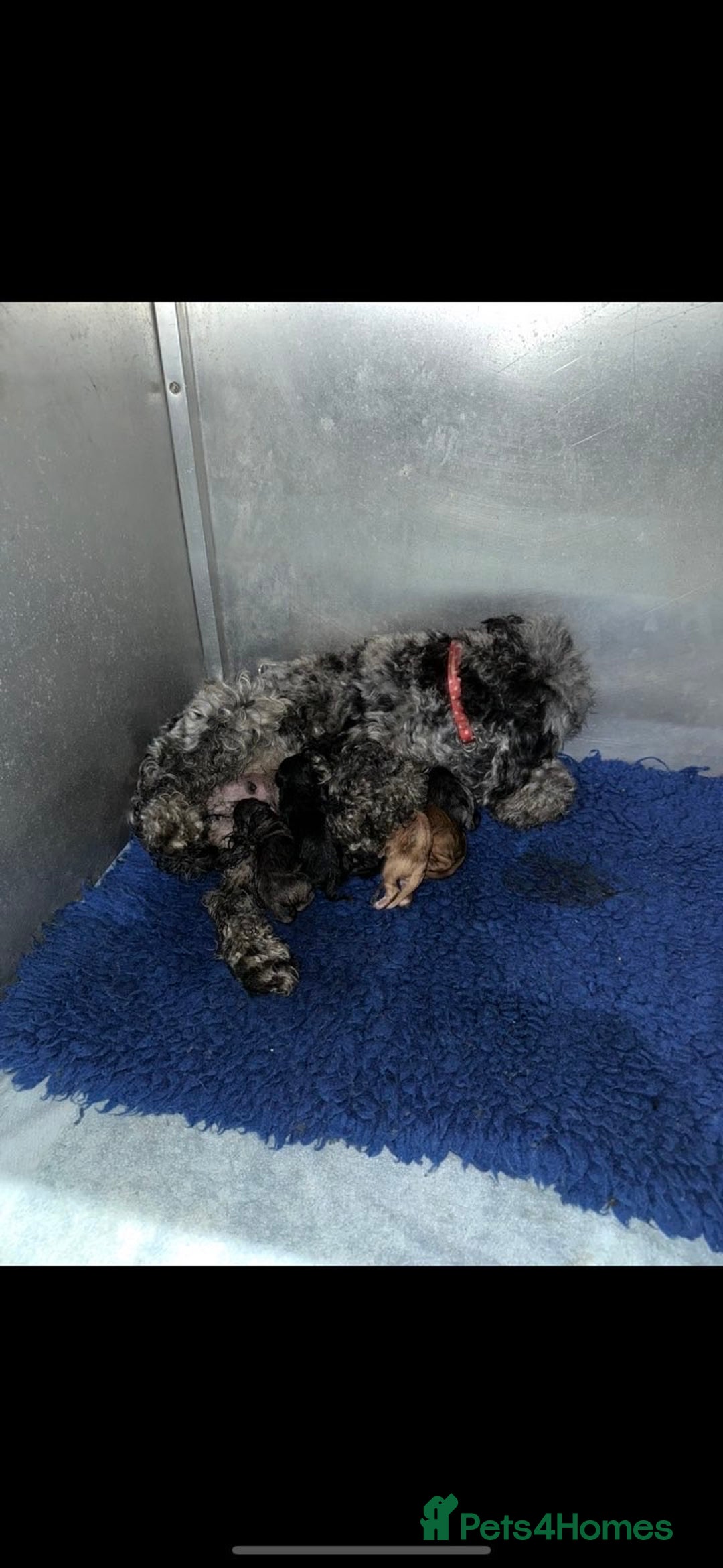 Cavapoo dogs for sale: Stunning F1b mini cavapoos  - Image 12