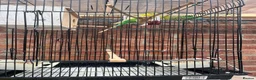 Budgerigars birds for sale: Pair of Budgies with the cage - Advert 6