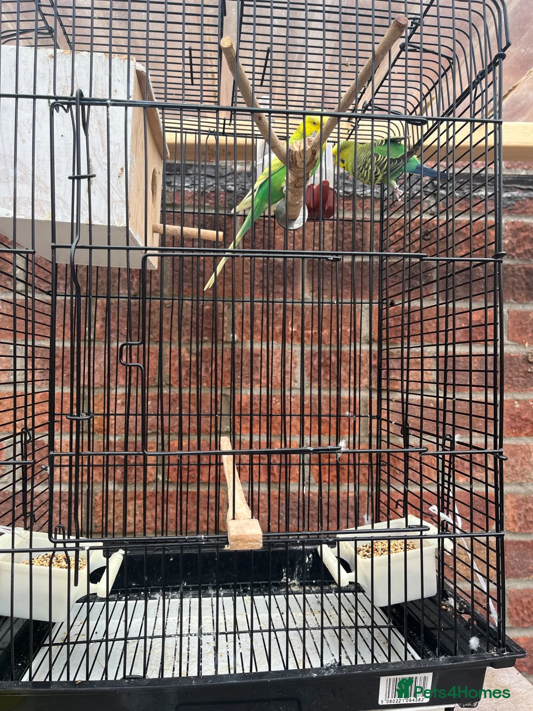 Budgerigars birds for sale: Pair of Budgies with the cage - Advert 6