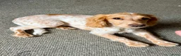 Cocker Spaniel dogs for sale: Stunning cocker spaniel  - Advert 2