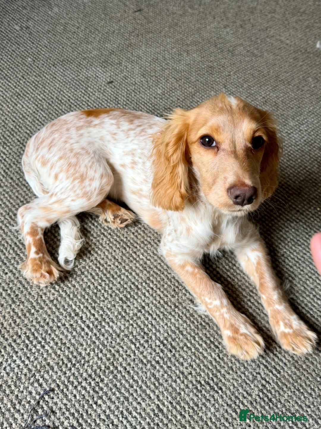 Cocker Spaniel dogs for sale: Stunning cocker spaniel  - Advert 2