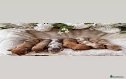 Miniature Dachshund dogs for sale: ⭐️Beautiful litter Of Rainbow Dachshund Puppies⭐️ - Image 3