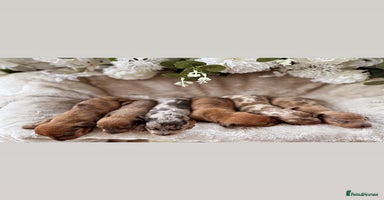 Miniature Dachshund dogs - Advert 6