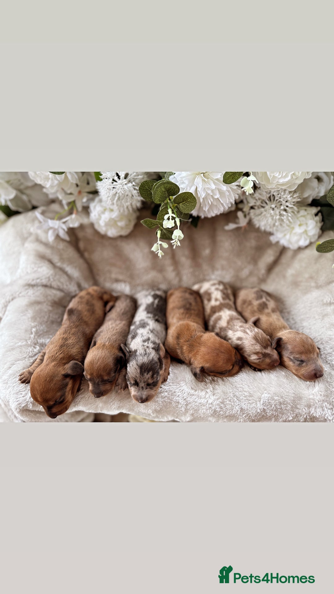 Miniature Dachshund dogs for sale: ⭐️Beautiful litter Of Rainbow Dachshund Puppies⭐️ - Image 3