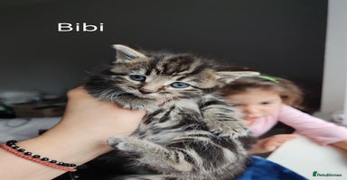 Mixed Breed cats - Advert 14