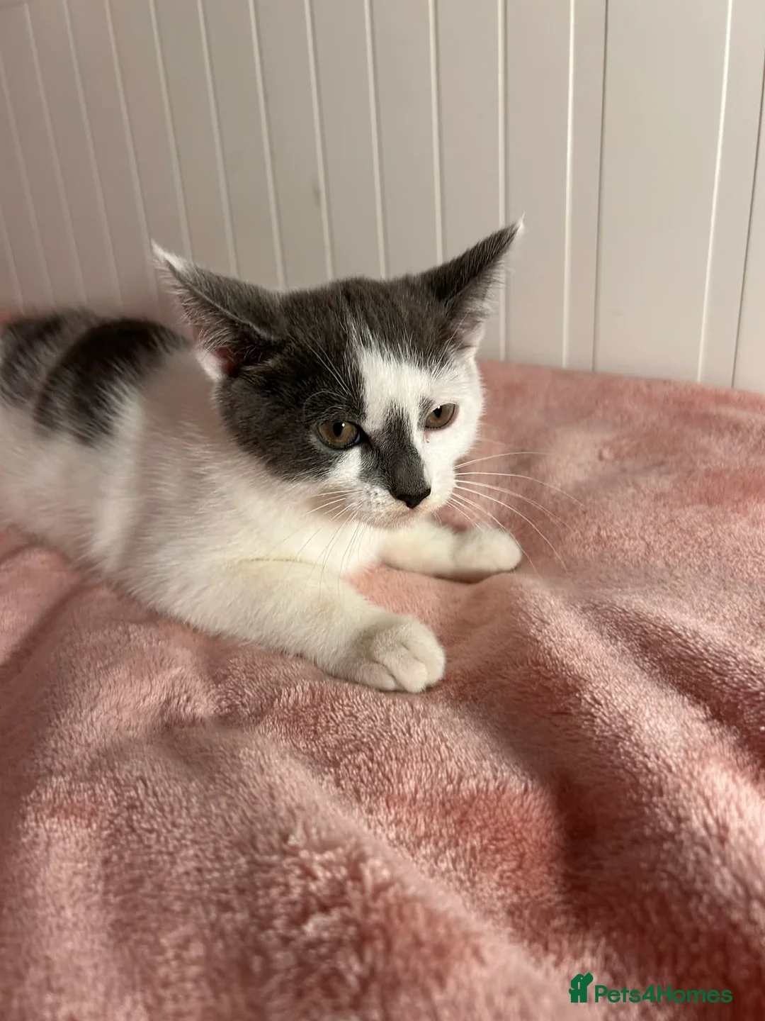 Mixed Breed cats for sale: Kittens - Advert 16