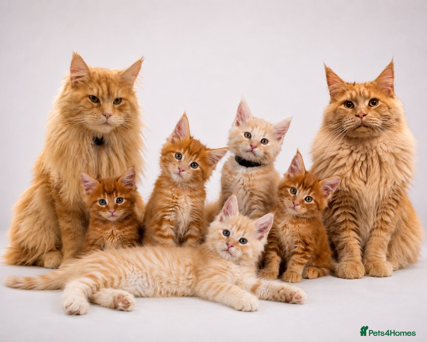 Maine Coon cats 🧡 Pedigree TICA Registered Maine Coon Kittens 🧡 - Advert 1
