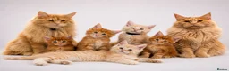 Maine Coon cats for sale: 🧡 Pedigree TICA Registered Maine Coon Kittens 🧡 - Advert 1