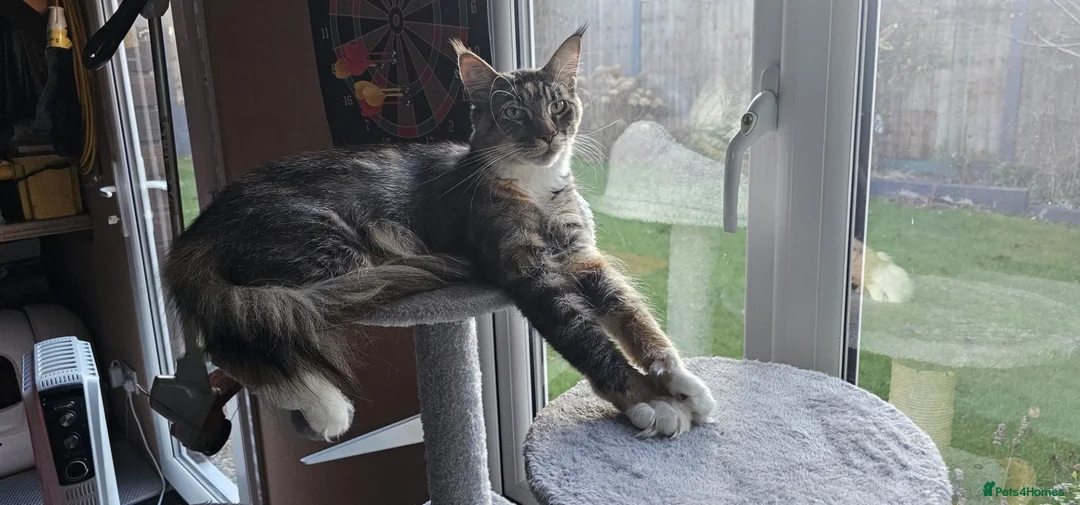 Maine Coon cats for sale: Maine Coon female for sale in Basildon - Advert 7