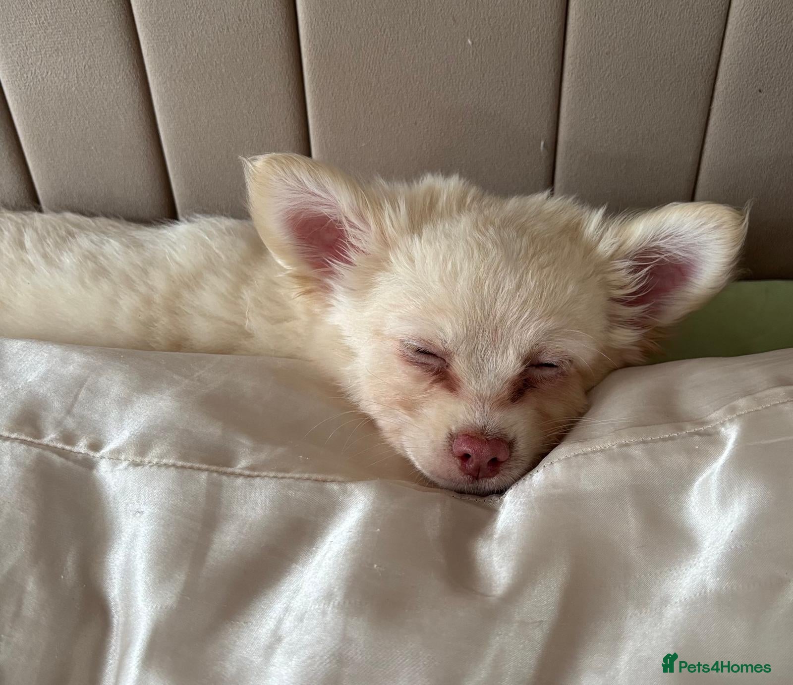 Chihuahua dogs for sale: Full Pedigree Chihuahua Puppy in Southampton - Advert 3