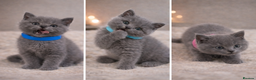 British Shorthair cats for sale: British Shorthair Kittens Looking for Loving Home - Advert 1