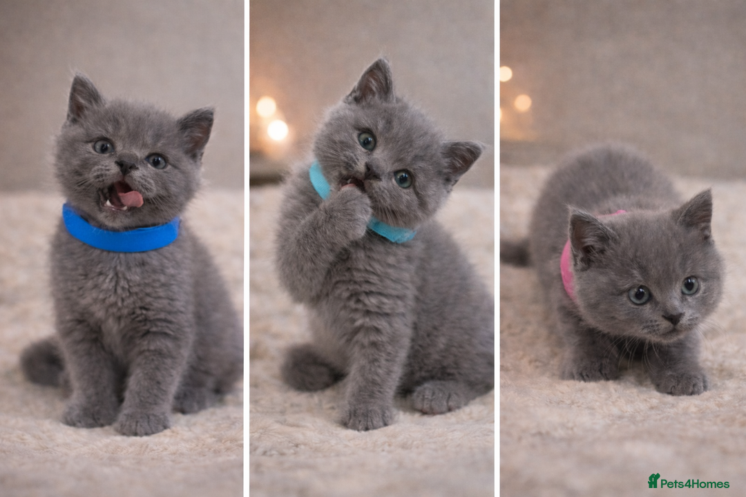 British Shorthair cats for sale: British Shorthair Kittens Looking for Loving Home - Advert 1