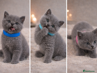 British Shorthair cats British Shorthair Kittens Looking for Loving Home - Advert 1