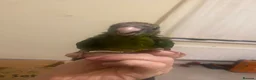 Parrots birds for sale: Hand reared Kakariki  - Advert 9