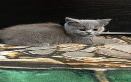 Scottish Fold cats for sale: Scottish fold kittens - Image 2