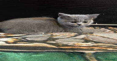Scottish Fold cats - Advert 6