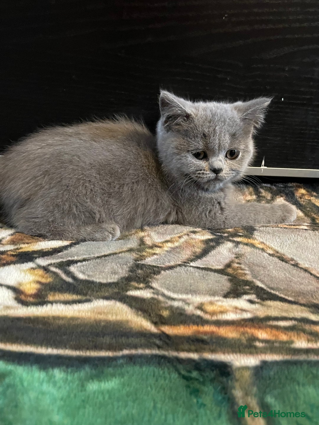 Scottish Fold cats for sale: Scottish fold kittens - Image 2