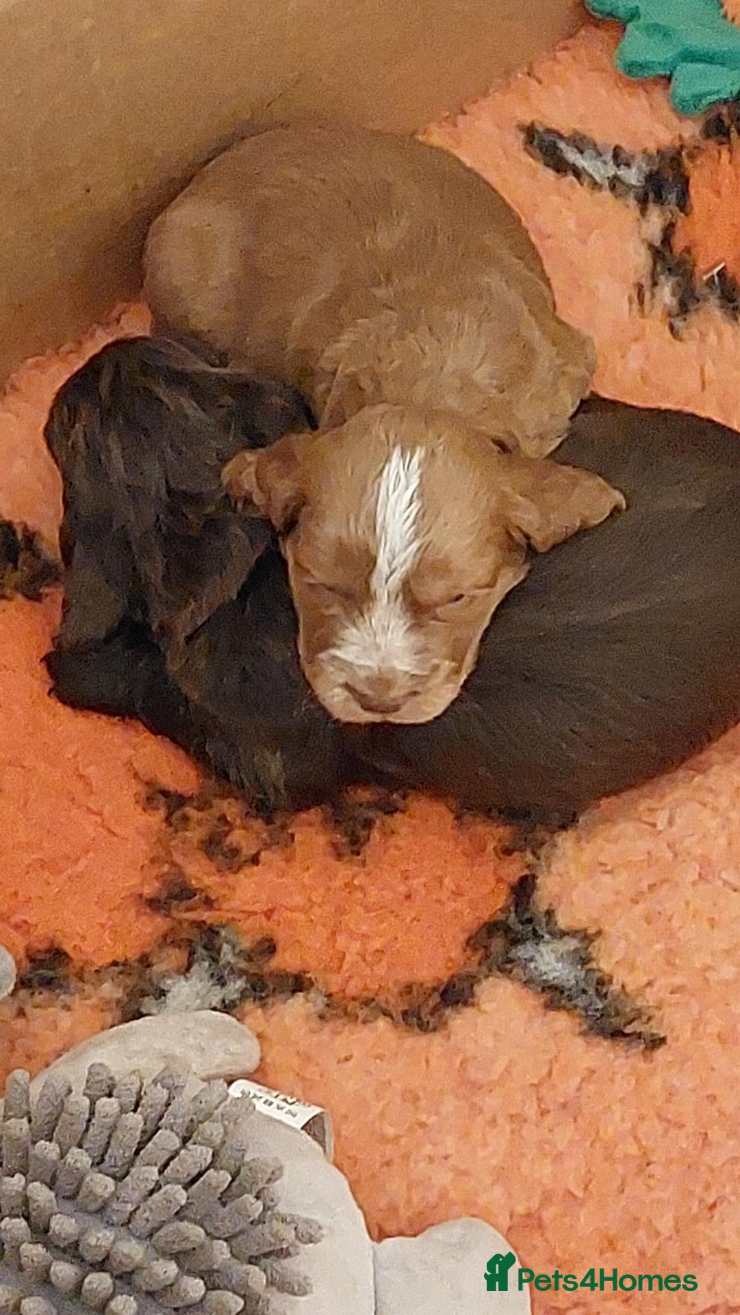 Cocker Spaniel dogs for sale: KC REGISTERED WORKING COCKER SPANIEL PUPPIES 🐶  - Advert 2