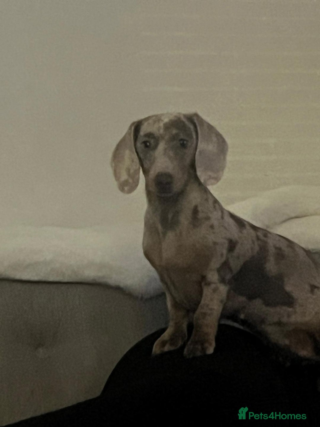 Miniature Dachshund dogs for sale: Miniature Dashshund Puppy - Advert 11