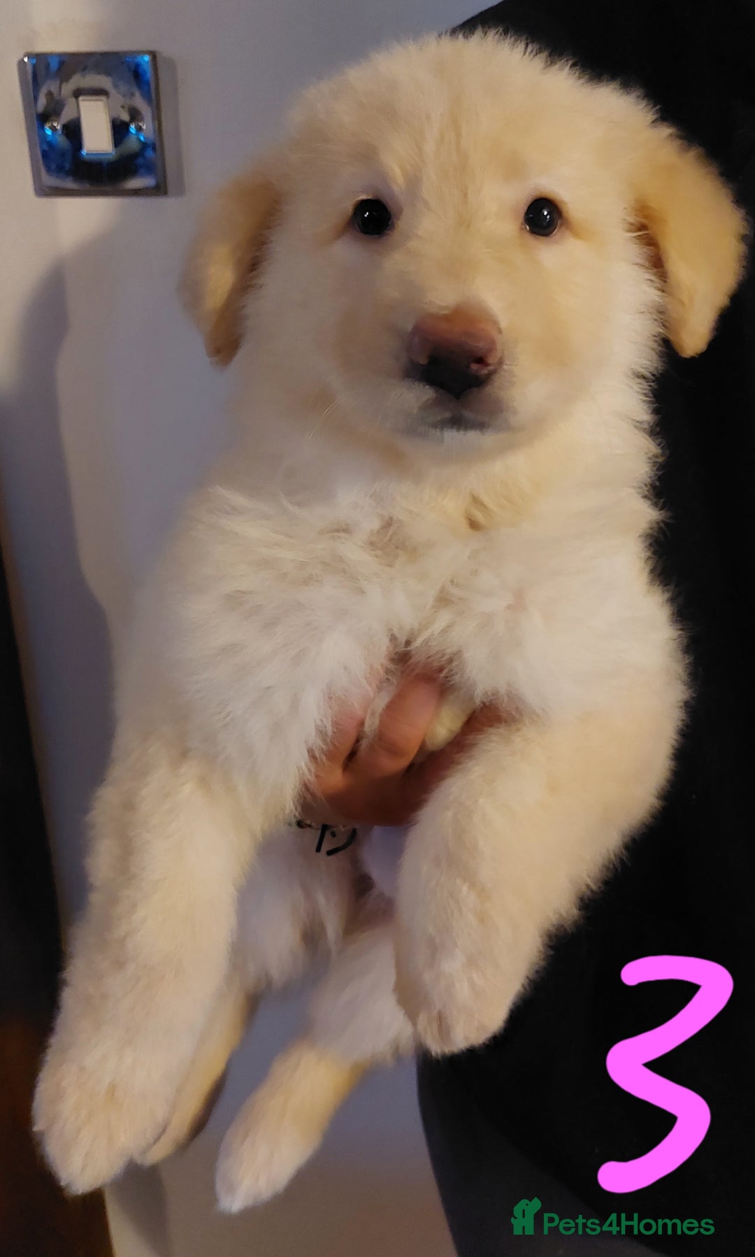 German Shepherd dogs for sale: Stunning litter of german shepherd puppies - Image 3