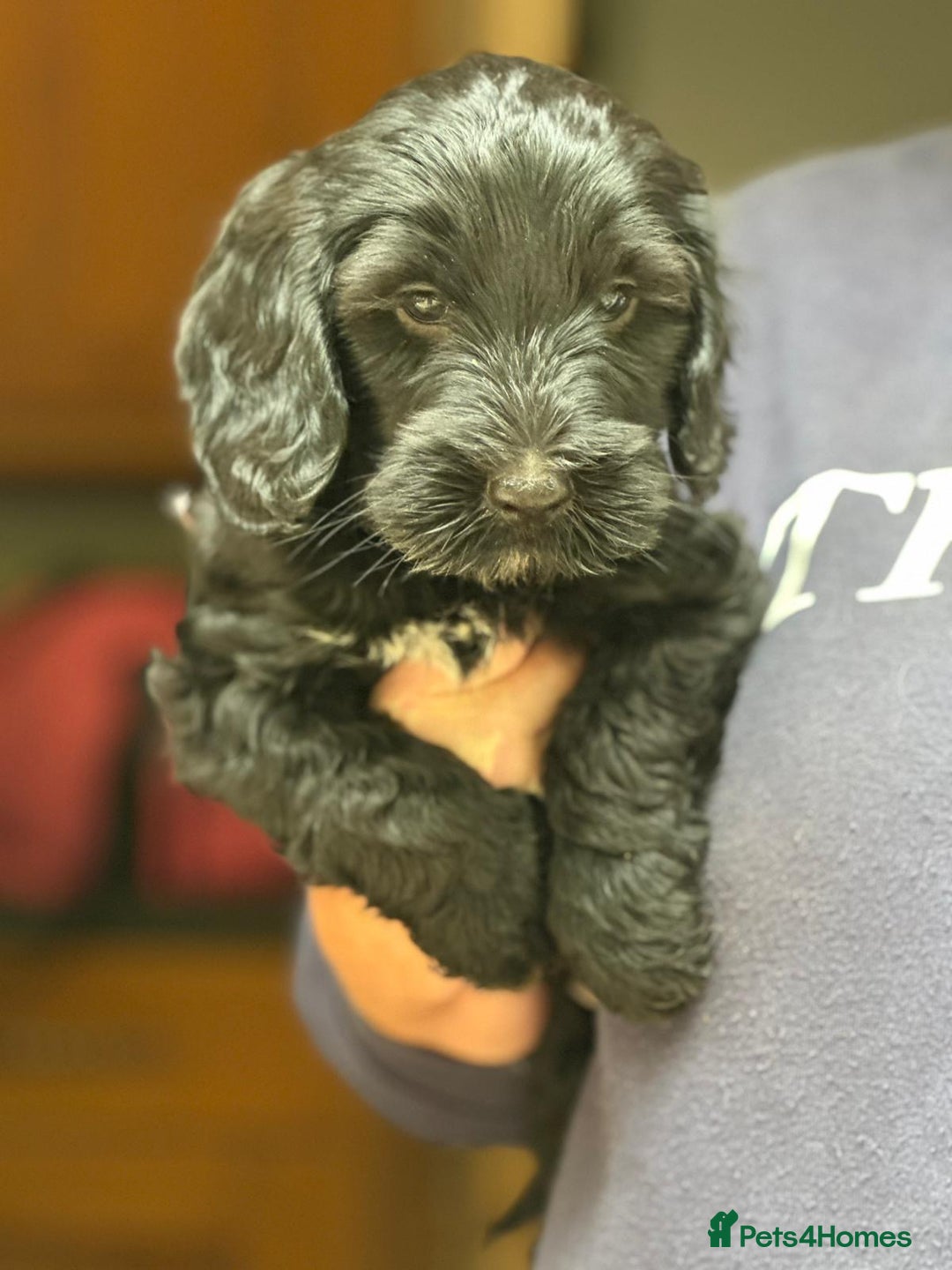 Cockapoo dogs for sale: F2 Cockapoo puppies for sale  - Image 6