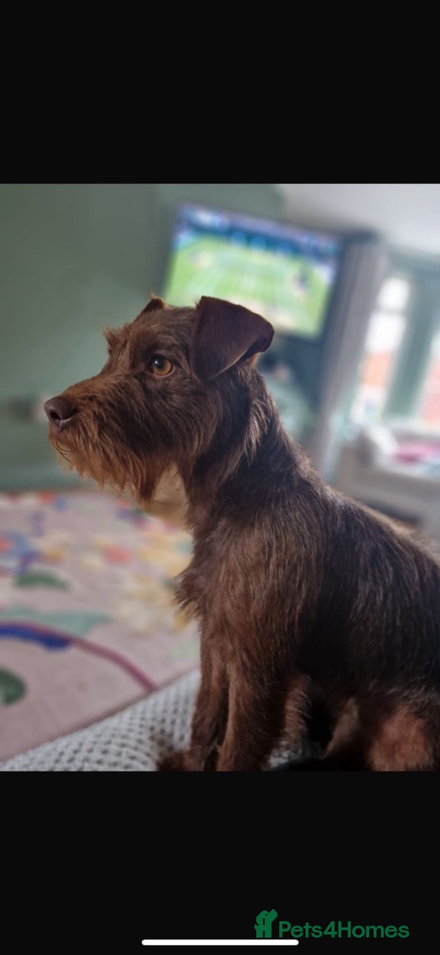 Patterdale Terrier dogs Patterdale puppies  - Advert 4