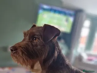Patterdale Terrier dogs Patterdale puppies - Advert 1