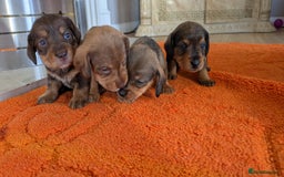 Mixed Breed dogs for sale: 3/4Dachshund X 1/4Jack  - Image 5