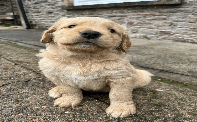 Golden Retriever dogs Working Golden Retrievers - 3 Males left  - Advert 1