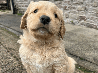 Golden Retriever dogs Working Golden Retrievers - 3 Males left - Advert 1