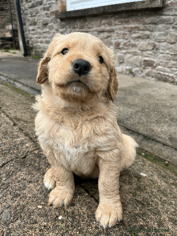 Golden Retriever dogs Working Golden Retrievers - 3 Males left - Advert 1