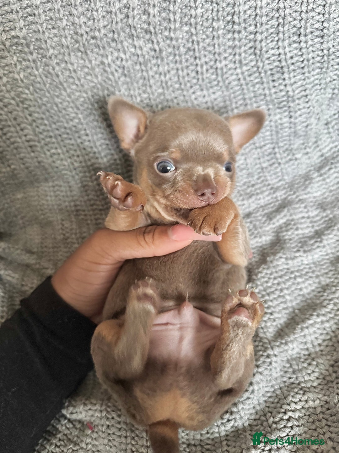 Chihuahua dogs for sale: LILAC GREY EYED CHIHUAHUA BOY - Advert 1