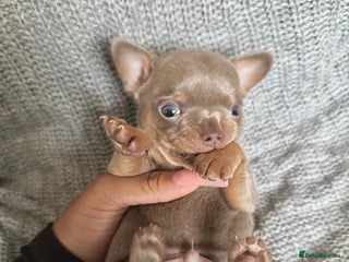 Chihuahua dogs LILAC GREY EYED CHIHUAHUA BOY - Advert 3