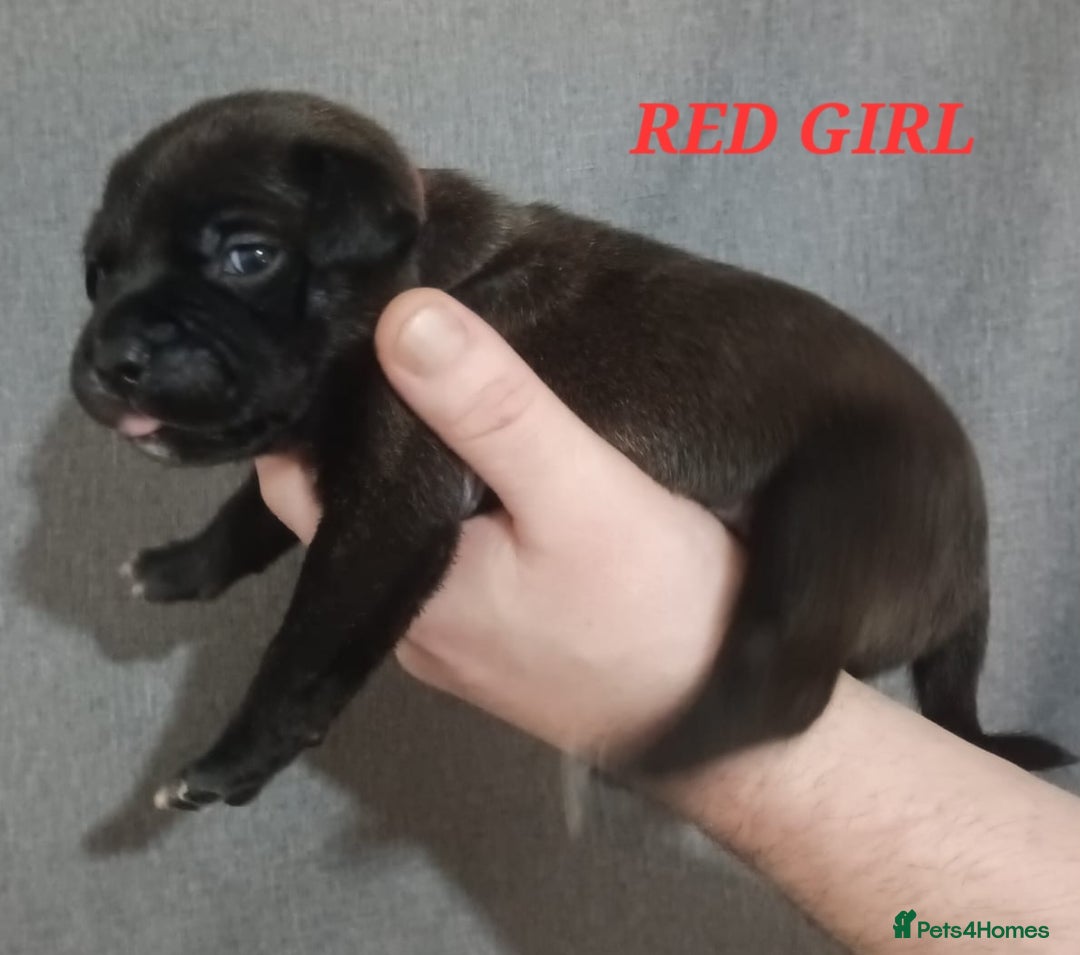 Staffordshire Bull Terrier dogs for sale: 9 beautiful black Staffordshire Bullterriers - Image 14