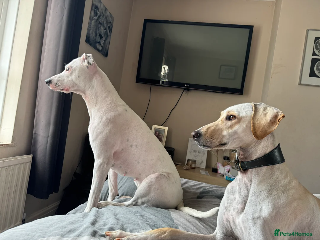 Mixed Breed dogs for sale: Beautiful pup  - Advert 5