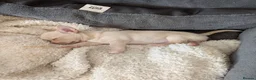 Chihuahua dogs for sale: Kc puppies 2 girl 1 boy - Advert 3