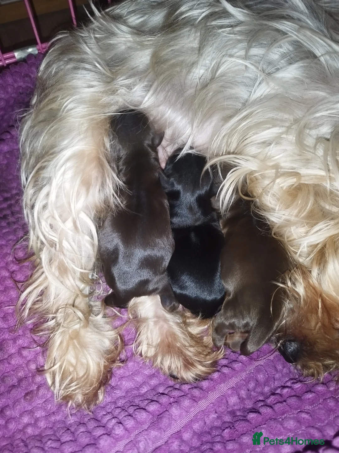 Yorkshire Terrier dogs for stud:  Chocolate Yorkshire Terrier For Stud Only in Blackburn - Advert 12